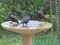 2002-1210starlings